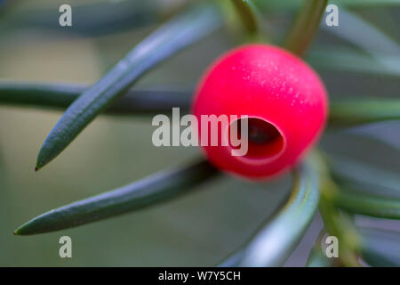 Yew berry (Taxus baccata) Strumpshaw Fen, Norfolk, UK, September. Stock Photo