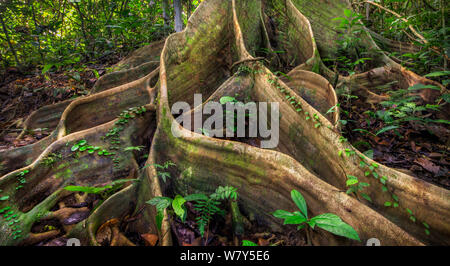 Buttress roots from huge tree (Shorea sp) Danum Valley, Sabah, Borneo. Stock Photo