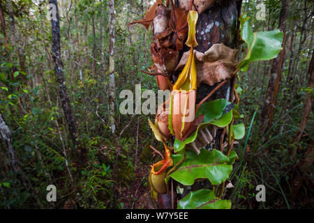 Large aerial pitchers of Veitch&#39;s pitcher plant (Nepenthes veitchii) growing up a tree trunk. Maliau Basin, Borneo. Stock Photo