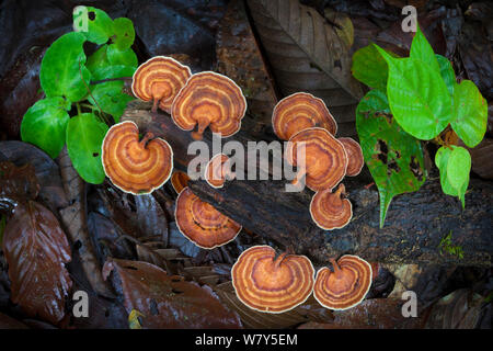 Bracket fungus growing on tree stump in tropical rainforest. Danum Valley, Sabah, Borneo. Stock Photo