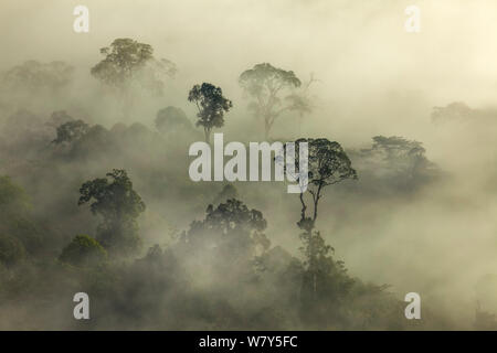 Canopy of the lowland rainforest at dawn, Danum Valley Conservation ...