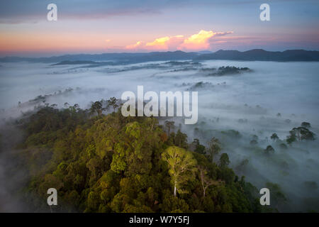 View over lowland dipterocarp rainforest with huge Tualang / Mengaris tree (Koompassia excelsa) in foreground, Danum Valley, Sabah, Borneo, May 2011. Stock Photo