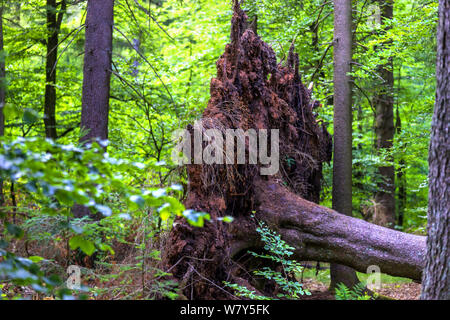 green lush summer forestscape Stock Photo