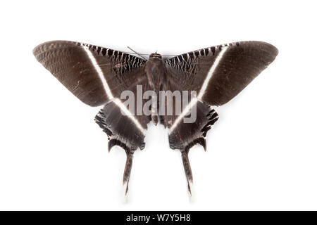 Tropical swallowtail moth (Lyssa menoetius) Danum Valley, Sabah, Borneo. Stock Photo