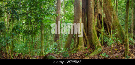 Strangler fig (Ficus sp) Maliau Basin, Sabah, Borneo, May 2011. Stock Photo