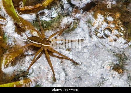 Fen raft spider / Great raft spider (Dolomedes plantarius) sub-adult. Norfolk Broads, UK, September. Vulnerable species. Stock Photo