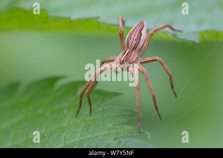 Running crab spider (Tibellus oblongus) hunting amongst stinging nettle leaves. Norfolk, UK, September. Stock Photo