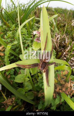 Fen raft spider / Great raft spider (Dolomedes plantarius) adult female. Norfolk Broads, UK, September. Vulnerable species. Stock Photo