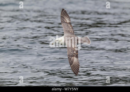 Northern fulmar (Fulmarus glacialis) flying at sea, low over the water showing the upperwing. Foula, Shetland islands, United Kingdom. June. Stock Photo