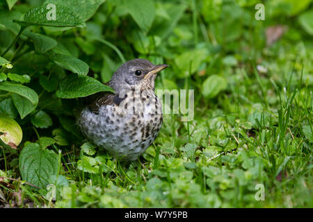 Juvenile fieldfare (Turdus pilaris) crouched on the edge of a lawn. Visby, Gotland Island, Sweden. June. Stock Photo