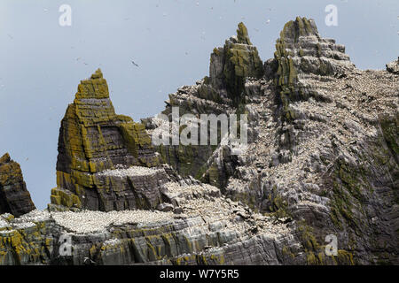 Northern gannet (Morus bassanus) breeding colony on the Old Red Sandstone cliffs of this rugged island, with birds wheeling through the air. Little Skellig, County Kerry, Ireland. July. Stock Photo