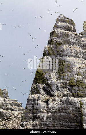 Northern gannet (Morus bassanus) breeding colony on the Old Red Sandstone cliffs, with birds wheeling through the air. Little Skellig, County Kerry, Ireland. July. Stock Photo