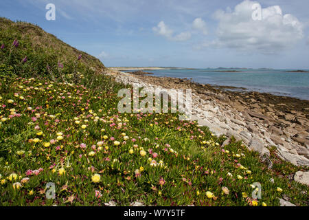 Introduced and invasive Hottentot fig or ice plant (Carpobrotus edulis) flowering along the base of the dunes. Tresco, Isles of Scilly, United Kingdom. May. Stock Photo