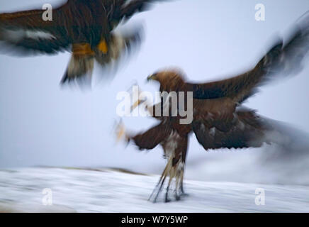Golden eagles (Aquila chrysaetos) fighting in winter, Nord-Trondelag, Norway, January. Stock Photo