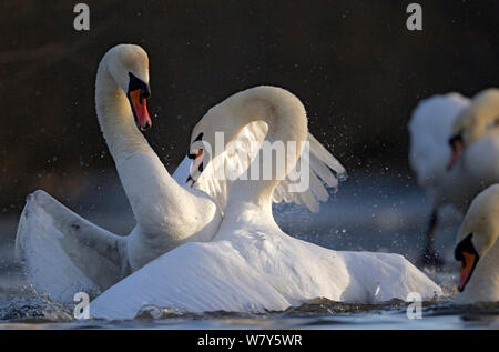 Mute swans (Cygnus olor) fighting over territory in spring, Oslo, Norway, April. Stock Photo