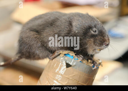 Close up of a dark-haired Scottish race Water vole (Arvicola amphibius), part of a breeding programme to rear many voles for a reintroduction project, Derek Gow Consultancy, near Lifton, Devon, UK, March.  Model released. Stock Photo