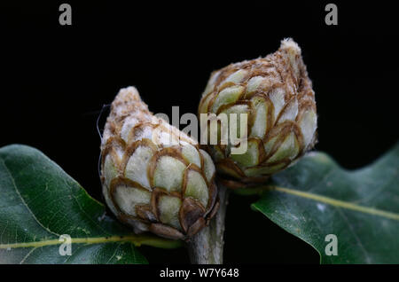 Artichoke galls (Andricus fecundator) on Pedunculate oak. Dorset, UK, August. Stock Photo