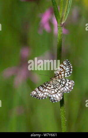 Latticed heath butterfly (Chiasmia clathrata) flies by day as well as at night, Tampere, Pirkanmaa, Lansi- ja Sisa-Suomi / Central and Western Finland, Finland. June Stock Photo