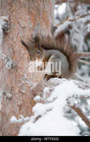 Red squirrel (Sciurus vulgaris) in winter fur on snowy branch, Ounasvaara, Rovaniemi, Lappi / Lapland, Finland. January Stock Photo