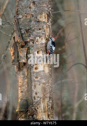 White-backed woodpecker (Dendrocopos leucotos) male on heavily drilled tree,  Laukaa, Keski-Suomi, Lansi- ja Sisa-Suomi / Central and Western Finland, Finland. February Stock Photo