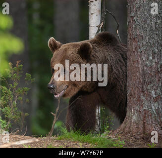 Brown bear (Ursus arctos) male looking out from between trees, Suomussalmi, Kainuu, Pohjois-Suomi / North Finland, Finland. June Stock Photo