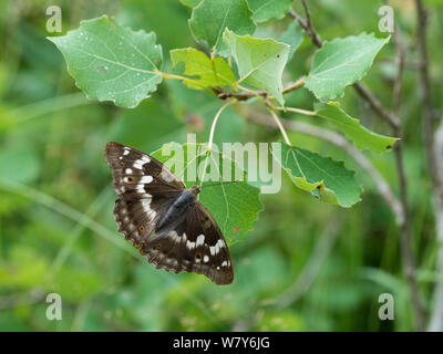 Lesser purple emperor butterfly (Apatura ilia) butterfly, Finland. July Stock Photo