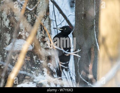 Black woodpecker (Dryocopus martius) female, Muurame, Keski-Suomi, Lansi- ja Sisa-Suomi / Central and Western Finland, Finland. January Stock Photo