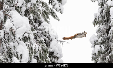 Red squirrel (Sciurus vulgaris) leaping from tree to tree, Ounasvaara, Rovaniemi, Lappi / Lapland, Finland. January Stock Photo