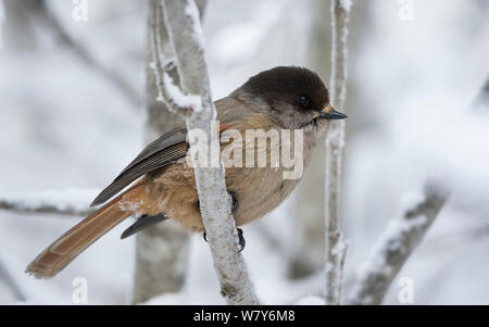 Siberian jay (Perisoreus infaustus) in winter, Ounasvaara, Rovaniemi, Lappi / Lapland, Finland. January Stock Photo