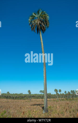 Yatay palm / jelly palm (Batia yatay) El palmar National Park , Entre Rios Province, Argentina Stock Photo