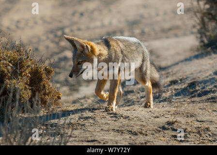 Argentine grey fox (Pseudalopex griseus) Peninsula Valdez, Chubut, Patagonia, Argentina Stock Photo