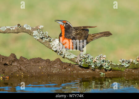 Long-tailed meadowlark (Sturnella loyca) by water, Calden Forest, La Pampa, Argentina Stock Photo