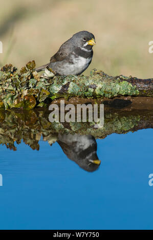 Double-collared seedeater (Sporophila caerulescens) reflected in water, Calden Forest , La Pampa, Argentina Stock Photo