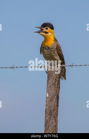 Campo flicker (Colaptes campestris) calling from barbed wire fence, La Pampa, Argentina Stock Photo