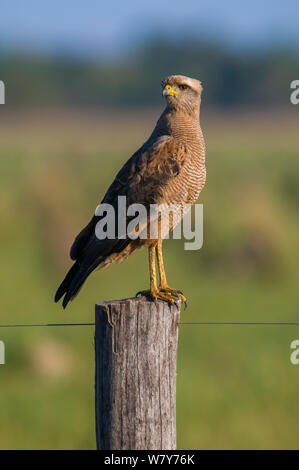 Savanna hawk ( Heterospizias meridionalis) Ibera Marshes, Corrientes Province, Argentina. Stock Photo