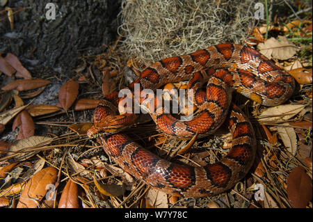 Corn snake / Red rat snake (Elaphe guttata) Little St Simon&#39;s Island, Barrier Islands, Georgia, USA, April. Captive, occurs in North America. Stock Photo