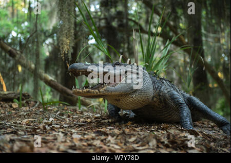 American alligator (Alligator mississippiensis) in maritime forest. Little St Simon&#39;s Island, Barrier Islands, Georgia, USA, April. Stock Photo