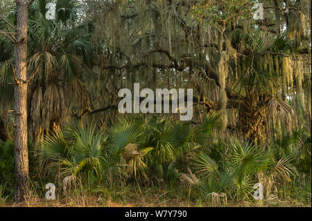 Coastal forest with Spanish moss (Tillandsia usneoides) growing on Southern live oak (Quercus virginiana) and Saw palmetto (Serenoa repens). Little St Simon&#39;s Island, Barrier Islands, Georgia, USA, March. Stock Photo