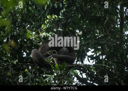 Western lowland gorilla (Gorilla gorilla gorilla) in tree. Ngaga, Odzala-Kokoua National Park, Republic of Congo (Congo-Brazzaville), Africa. Critically Endangered species. Stock Photo