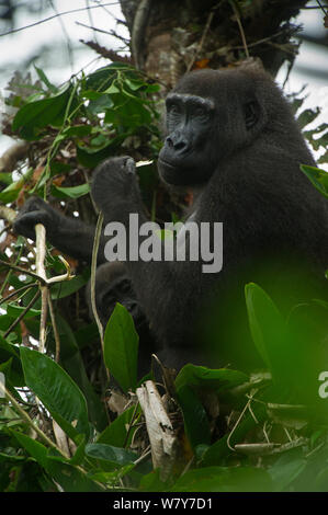 Western lowland gorilla (Gorilla gorilla gorilla) female feeding in tree with infant. Ngaga, Odzala-Kokoua National Park, Republic of Congo (Congo-Brazzaville), Africa. Critically Endangered species. Stock Photo