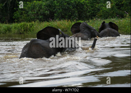 African forest elephants (Loxodonta cyclotis) crossing Lekoli River, Republic of Congo (Congo-Brazzaville), Africa. Vulnerable species. Stock Photo