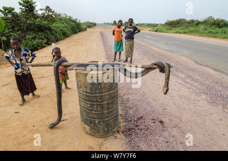 Local people with African rock python (Python sebae) at roadside, killed for bushmeat. Road from Brazzaville to Mbomo, Republic of Congo (Congo-Brazzaville), Africa, June 2013. Stock Photo