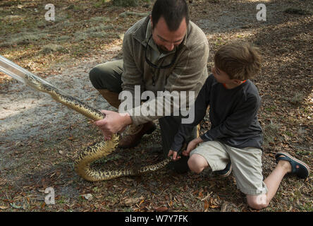 Young boy looking at Eastern diamondback rattlesnake (Crotalus adamanteus) held by Chris Jenkins in snake restraining tube, Little St Simon&#39;s Island, Barrier Islands, Georgia, USA, March 2014. Stock Photo