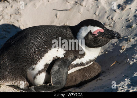 African penguin (Spheniscus demersus) on nest with chick. Near Simon’s Town in False Bay, between Fish Hoek and Cape Point, Western Cape, South Africa. Endangered species. Stock Photo