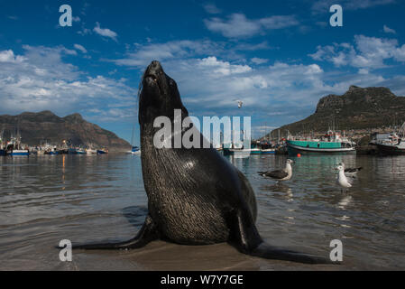 Cape fur seal - Cape fur seal (Arctocephalus pusillus) in harbour. Hout Bay harbor, Western Cape, South Africa. Stock Photo