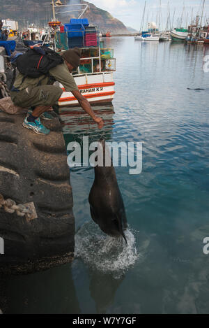 Cape fur seal (Arctocephalus pusillus) leaping out of water to take fish from fisherman. Hout Bay harbor, Western Cape, South Africa. Stock Photo