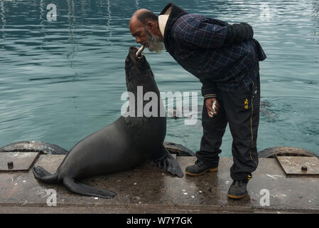 Cape fur seal (Arctocephalus pusillus) taking fish from the mouth of a fisherman. Hout Bay harbor, Western Cape, South Africa. Stock Photo