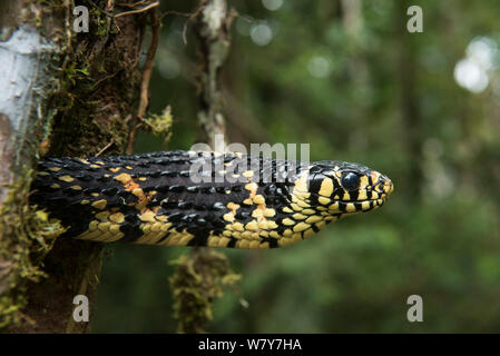 Tropical chicken snake (Spilotes pullatus) Amazon, Ecuador. Captive, occurs in Central and South America. Stock Photo