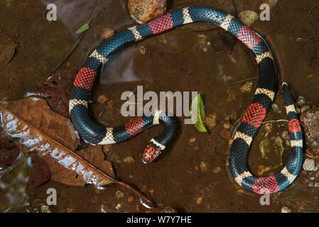 Surinam / Aquatic coral snake (Micrurus surinamensis) Amazon, Ecuador. Captive, occurs in South America. Stock Photo