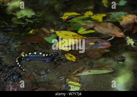 Spotted salamander (Ambystoma maculatum) at edge of water, Orianne Indigo Snake Preserve, Telfair County, Georgia, USA, August. Captive, occurs in North America. Stock Photo